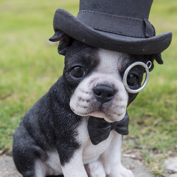 Hooty & Capt Nemo; rescued friends extraordinaire! - Picture 14 of 14